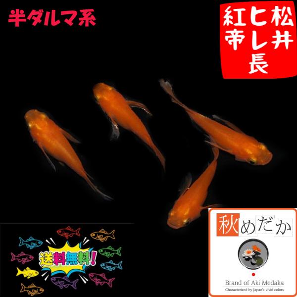 メダカ 半ダルマ系 ヒレ長 松井ヒレ長 紅帝 半ダルマ系 4匹 2ペア めだか 生体 成魚 販売 通...