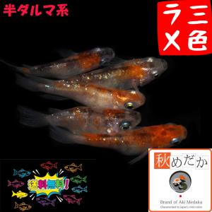 メダカ 半ダルマ系 三色ラメ 三色ラメ 半ダルマ...の商品画像