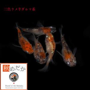 メダカ 半ダルマ系 三色ラメ 三色ラメ 半ダル...の詳細画像1