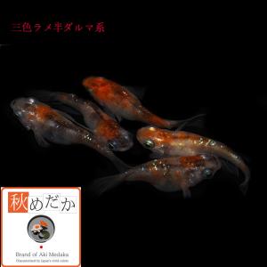 メダカ 半ダルマ系 三色ラメ 三色ラメ 半ダル...の詳細画像2