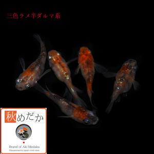 メダカ 半ダルマ系 三色ラメ 三色ラメ 半ダル...の詳細画像3