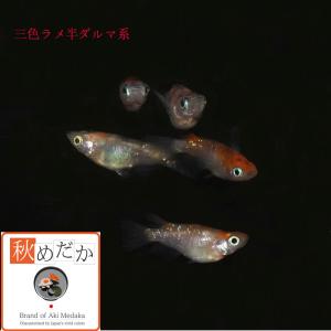 メダカ 半ダルマ系 三色ラメ 三色ラメ 半ダル...の詳細画像4