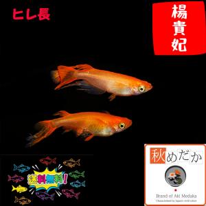 メダカ ヒレ長/松井ヒレ長 オロチ 10匹5ペア/黒 めだか 生体 成魚/秋