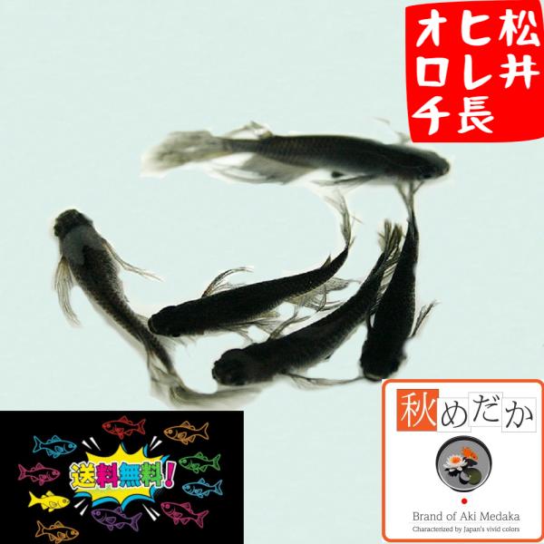 メダカ ヒレ長 松井ヒレ長 オロチ 6匹 3ペア 黒 めだか 生体 成魚 販売 通販 秋めだか