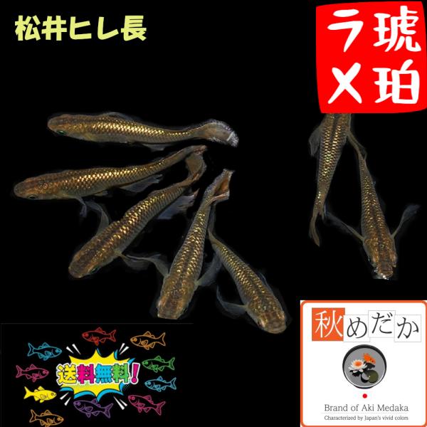 メダカ ヒレ長 松井ヒレ長 琥珀ラメ 6匹 3ペア 琥珀 めだか 生体 成魚 販売 通販 秋めだか