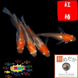 メダカ ラメ / 紅白ラメ サファイア系 4匹 2ペア /めだか 販売 通販
