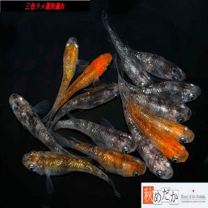メダカ ラメ / 紅白ラメ サファイア系 4匹 2ペア /めだか 販売 通販