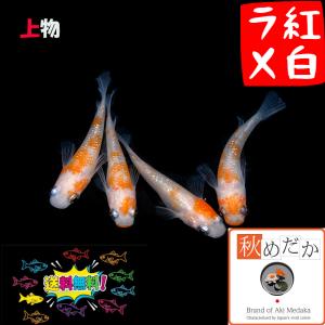 メダカ ラメ / 紅白ラメ サファイア系 4匹 2ペア /めだか 販売 通販