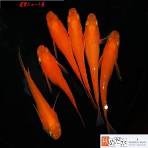 メダカ ショート系/紅帝 ショート系 6匹 3ペア/めだか 生体 成魚/秋めだか