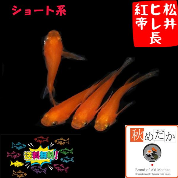 メダカ ショート系 ヒレ長 松井ヒレ長 紅帝 ショート系 4匹 2ペア めだか 生体 成魚 販売 通...