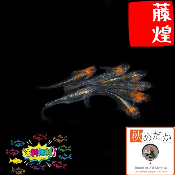 メダカ ラメ ヒレ長 藤煌（松井系）4匹 2ペア めだか 生体 成魚 販売 通販 秋めだか
