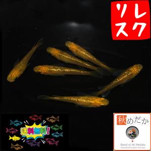 松井ヒレ長　最後の1ペア　 メダカ「三色ラメ松井ヒレ長Aクラス」1ペア : めだか屋 うなとろふぁ