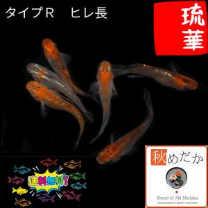 メダカ ヒレ長/松井ヒレ長 オロチ 10匹5ペア/黒 めだか 生体 成魚/秋