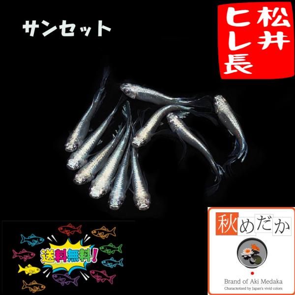 メダカ ヒレ長 松井ヒレ長 サンセット 10匹 5ペア めだか 生体 成魚 販売 通販 秋めだか