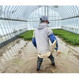 送料無料 古川農園 三関産せり 1束 気温に応...の詳細画像3