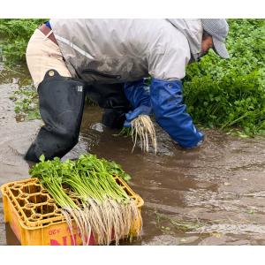 送料無料 古川農園 三関産せり 1束 気温に応...の詳細画像4