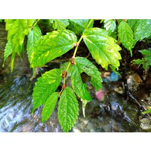 【完全予約販売】秋田の天然山菜「生みずのこぶ(...の詳細画像2