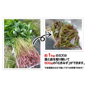【完全予約販売】秋田の天然山菜「ミズ(むきみず...の詳細画像4