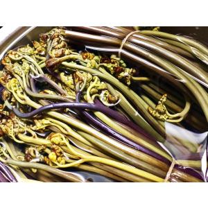 秋田の天然山菜「塩漬けわらび」500g※数量※