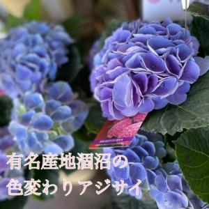 アジサイ [品種：ハイドランジア 雷音(ライオン) ブルー] 5号鉢(紫陽花