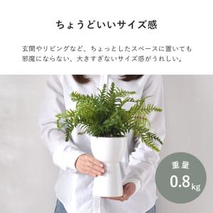 インテリアグリーン シダ 高さ40cm ナチュ...の詳細画像5