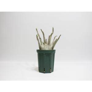 Adenium arabicum アデニウム ア...の商品画像