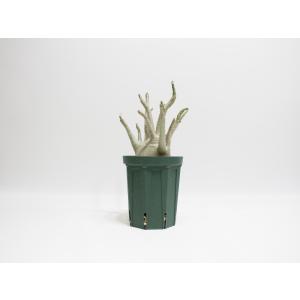 Adenium arabicum アデニウム ...の詳細画像1
