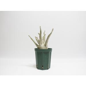 Adenium arabicum アデニウム ...の詳細画像2