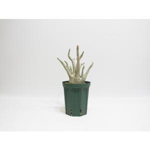 Adenium arabicum アデニウム ...の詳細画像4
