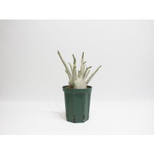 Adenium arabicum アデニウム ...の詳細画像5