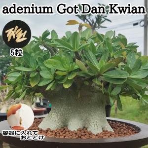 アデニウム ドワーフ 種子 5粒 Got Dan Kwian 塊根植物 アラビカム