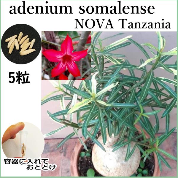 アデニウム ソマレンセ ノバ タンザニア somalense NOVA Tanzania 種子 5粒...