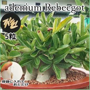 アデニウム ドワーフ Rebecgot 種子 5粒 塊根植物 アラビカム オベスム アラビクム オベサム コーデックス