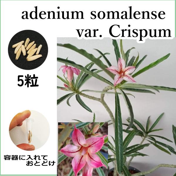 アデニウム ソマレンセ クリスパム somalense Crispum 種子 5粒 塊根植物 アラビ...