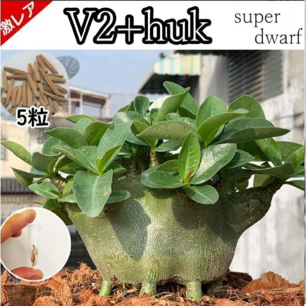 アデニウム ドワーフ 種子 5粒v2HUK 塊根植物 アラビカム オベスム アラビクム オベサム