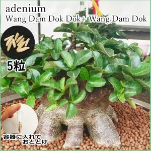 アデニウム ドワーフ ブラックスキン wddd+wdd 種子