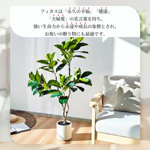 RAKU フィカス フェイクグリーン 高さ約1...の詳細画像4