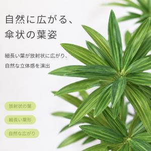 【限定5%OFFクーポン】 RAKU ドラセナ...の詳細画像1