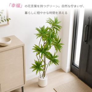 【限定5%OFFクーポン】 RAKU ドラセナ...の詳細画像2