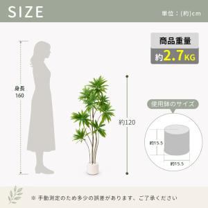 【限定5%OFFクーポン】 RAKU ドラセナ...の詳細画像3