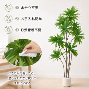 【限定5%OFFクーポン】 RAKU ドラセナ...の詳細画像4