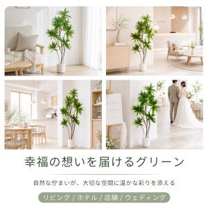 【限定5%OFFクーポン】 RAKU ドラセナ...の詳細画像5