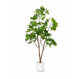 【限定5%OFFクーポン】 RAKU シェフレ...の詳細画像1