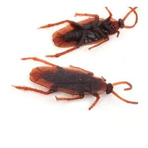 【並行輸入品】SUMAG 10 Pcs Simulation Cockroach (Fake) Magic Tricks Close up S