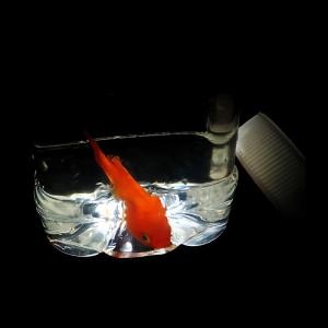 【並行輸入品】SUMAG Ultimate Fish in A Bottle Magic Tricks Goldfish Appearing