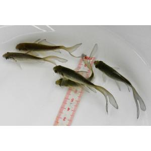 魚取系鉄魚　厳選羽衣系個体　1匹　青鉄魚の子　2歳