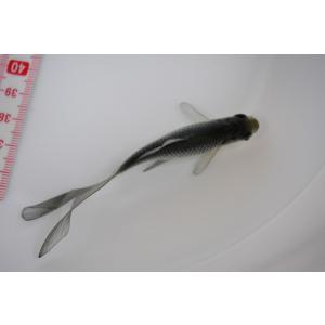 青鉄魚（アオテツギョ）魚取沼厳選羽衣系個体　3歳　｜allsimile-aqua