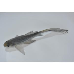青鉄魚（アオテツギョ）魚取沼厳選羽衣個体　極上　4歳　18cm　種親｜allsimile-aqua