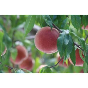 早期予約特価 山形県産 秋白桃 約3kg 7〜...の詳細画像4