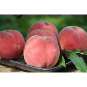 早期予約特価 山形県産 秋白桃 約3kg 7〜...の詳細画像2